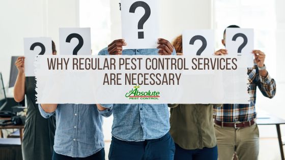 Why Regular Pest Control Services are Necessary