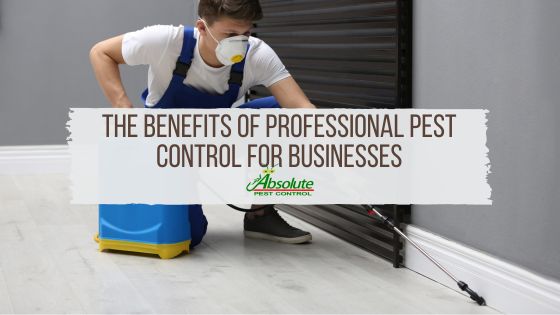 The Benefits of Professional Pest Control for Businesses