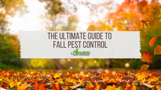 The Ultimate Guide to Fall Pest Control image