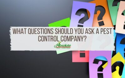 What Questions Should You Ask a Pest Control Company?