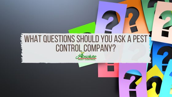 What Questions Should You Ask a Pest Control Company?