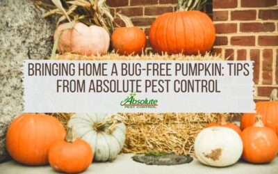 Bringing Home a Bug-Free Pumpkin: Tips from Absolute Pest Control