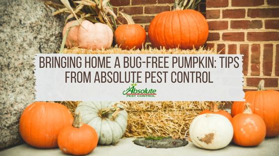 Bringing Home a Bug-Free Pumpkin: Tips from Absolute Pest Control