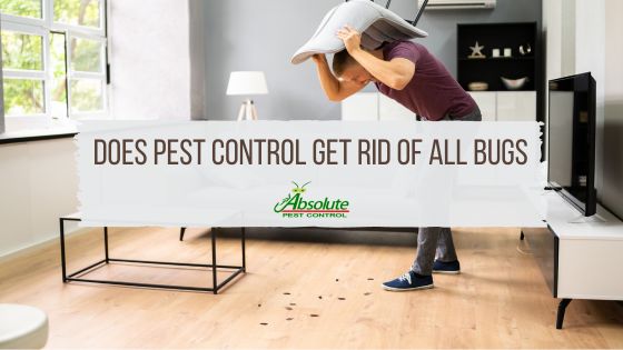 Does Pest Control Get Rid of All Bugs