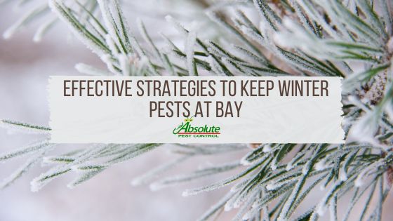 Effective Strategies to Keep Winter Pests at Bay