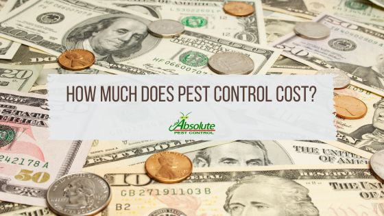Demystifying Pest Control Costs: How Much Does Pest Control Cost