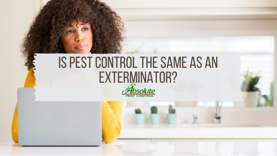 Is Pest Control the Same as an Exterminator?