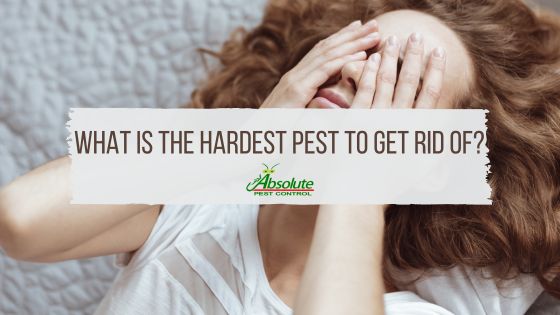 What is the Hardest Pest to Get Rid of?
