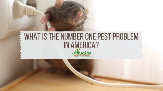 What is the Number One Pest Problem in America?