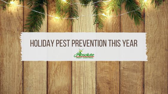 Holiday Pest Prevention This Year