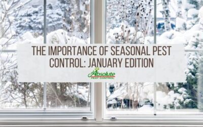 The Importance of Seasonal Pest Control: January Edition
