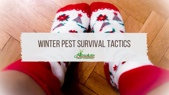 Winter Pest Survival Tactics for Tennesseans