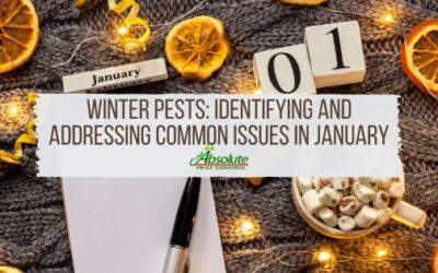 Winter Pests: Identifying and Addressing Common Pest Issues in January