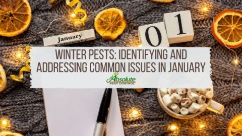 Winter Pests Identifying And Addressing Common Pest Issues In January