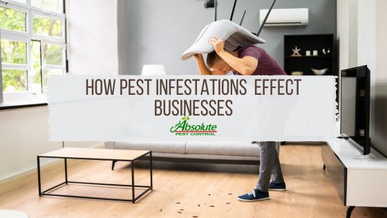 Protecting Your Business: How Pest Infestations Impact Commercial Spaces