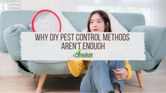 The Hidden Dangers: Why DIY Pest Control Methods Aren’t Enough