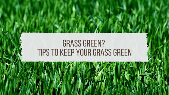 Grass Green? Tips To Keep Your Grass Green