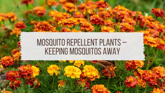 Mosquito Repellent Plants – Keeping Mosquitos Away