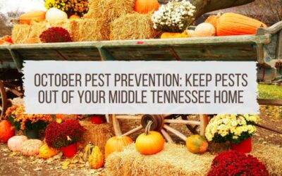 October Pest Prevention: Keep Pests Out of Your Middle Tennessee Home