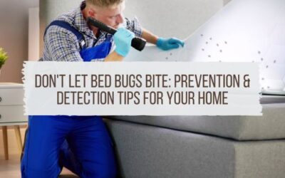 Bed Bug Prevention & Detection Tips for Your Home