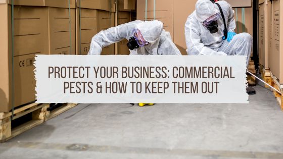 Protect Your Business: Common Commercial Pest Control Facts