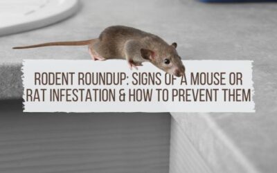 Rodent Roundup: Signs of a Mouse or Rat Infestation & How to Prevent Them