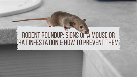 Rodent Roundup: Signs of a Mouse or Rat Infestation & How to Prevent Them