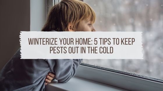 Winterize Your Home: 5 Tips to Keep Pests Out in the Cold