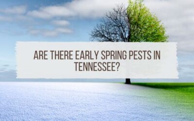 Are There Early Spring Pests in Tennessee?