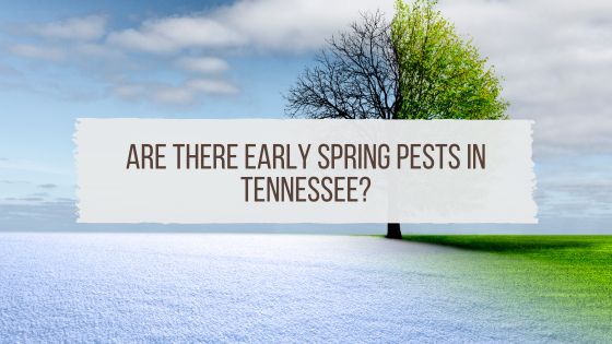 Are There Early Spring Pests in Tennessee?