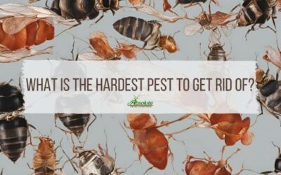 What is the hardest pest to get rid of?