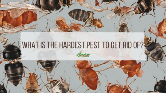 What is the hardest pest to get rid of?