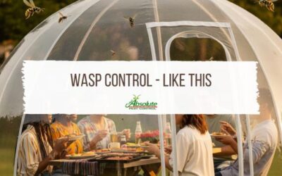 Grilling Glory, Not Wasp Worry: Keeping Your Middle Tennessee Cookout Buzz-Free!