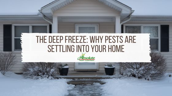 The Deep Freeze: Winter Pest Control