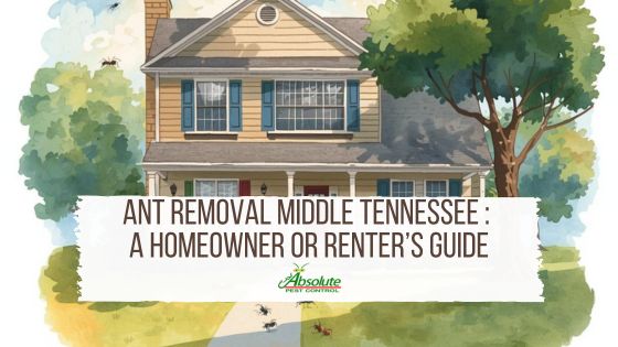 Ant Removal Middle Tennessee : A Guide
