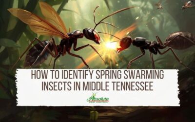 How to Identify Spring Swarming Insects in Middle Tennessee