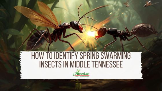 How to Identify Spring Swarming Insects in Middle Tennessee