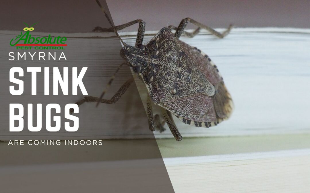 Stink Bugs in Smyrna, TN: How to Keep Them Out This Fall